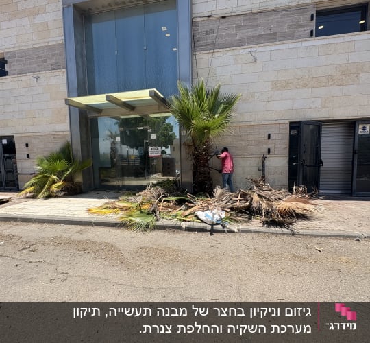אדם גוזם עצי דקל ליד בניין